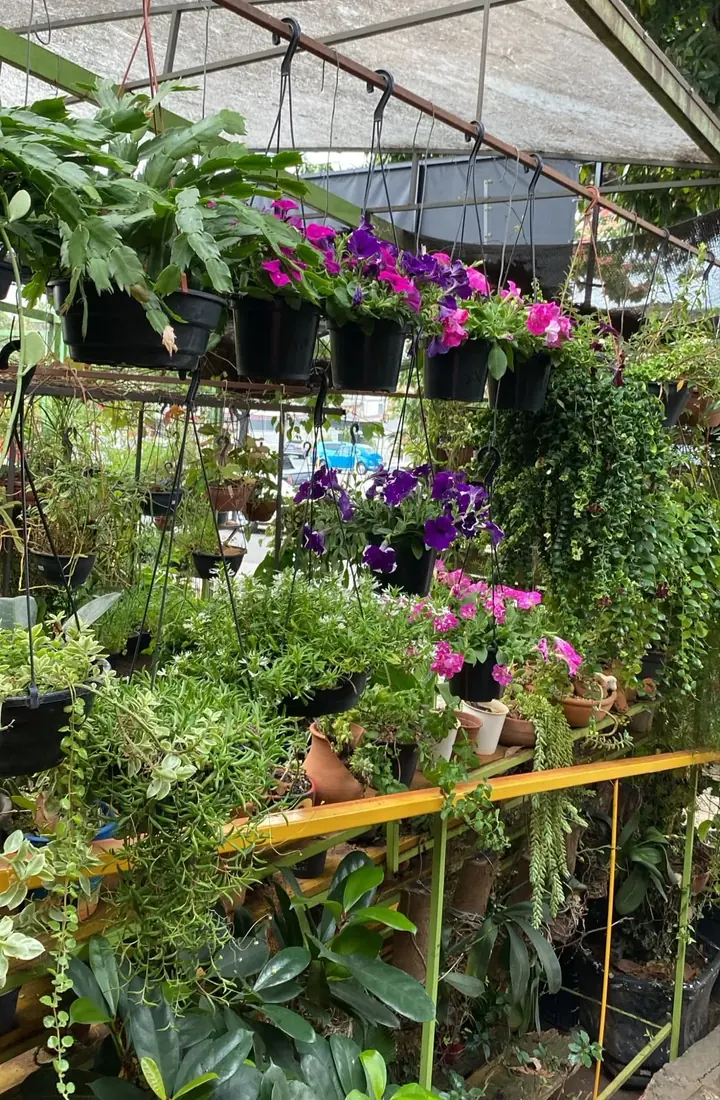 Flores suspensas na varanda — Floricultura Cantinho da Suculenta