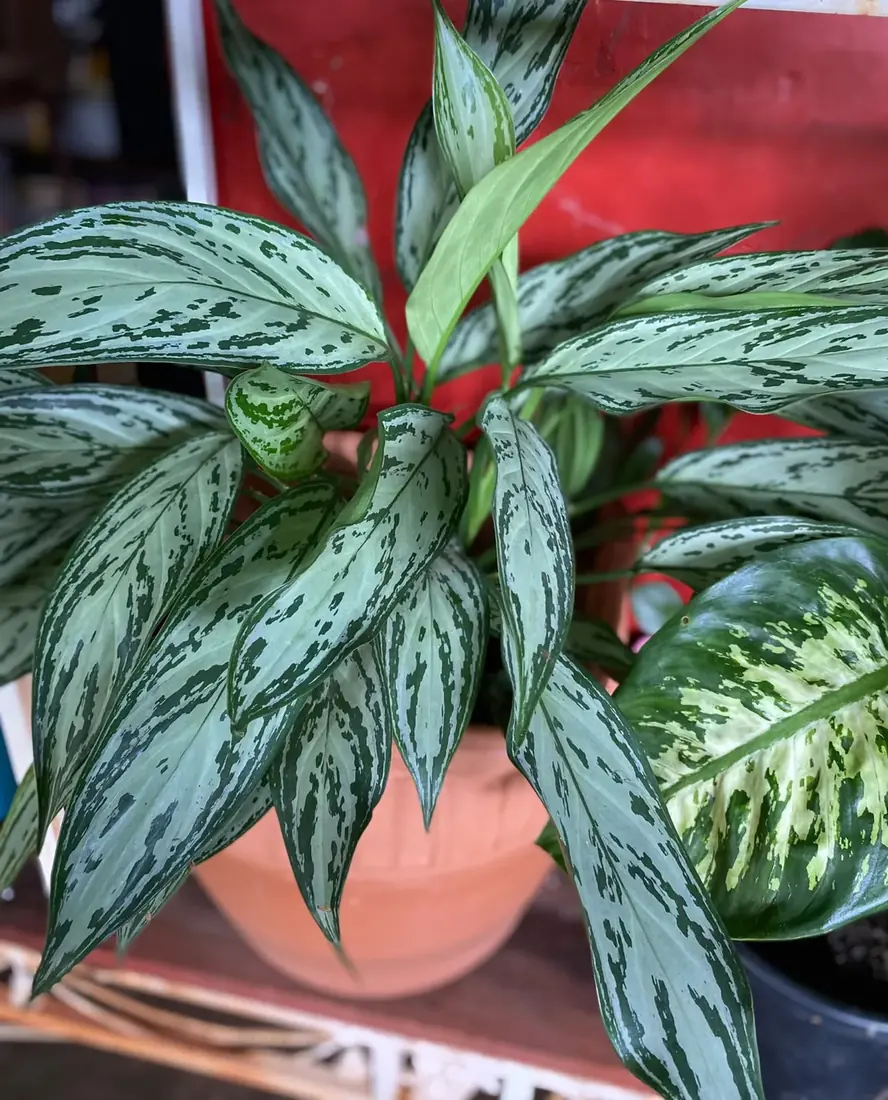 Folhagens de sombra — Floricultura Cantinho da Suculenta