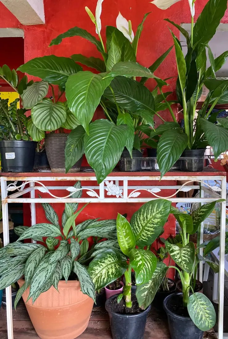 Folhagens e vasos — Floricultura Cantinho da Suculenta