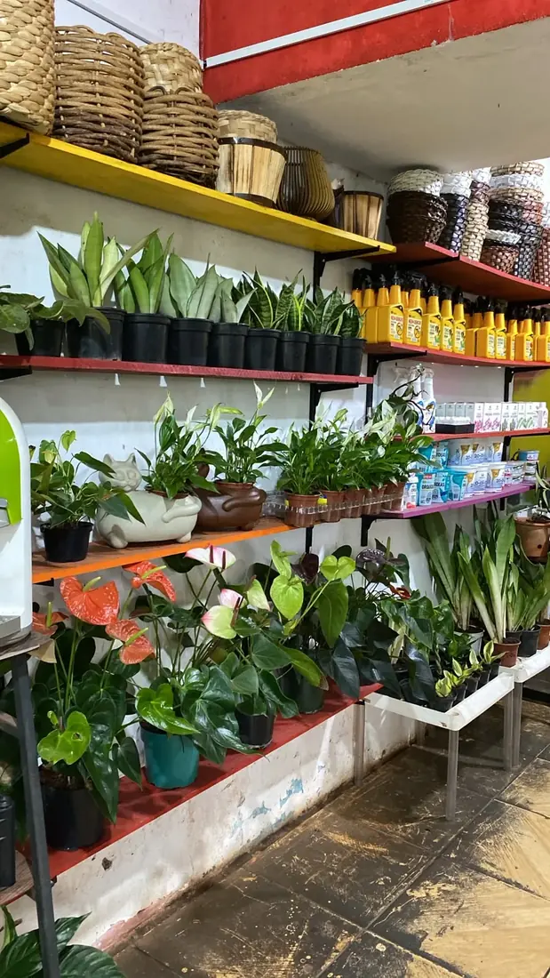 Terra, substrato e adubo — Floricultura Cantinho da Suculenta