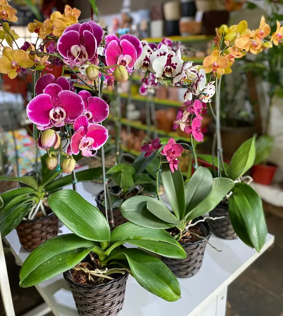 Orquídeas em florada — Floricultura Cantinho da Suculenta