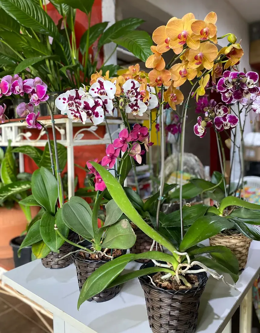 Orquídeas na Floricultura Cantinho da Suculenta
