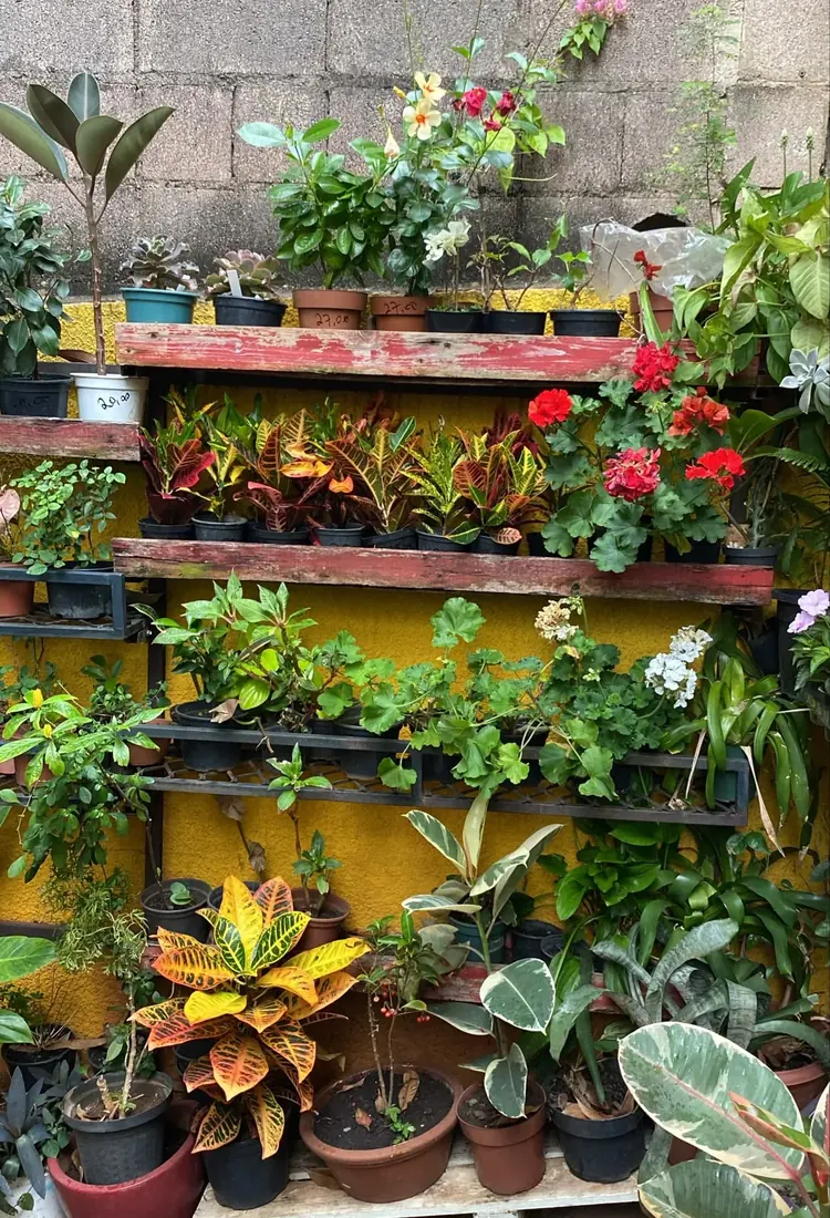 Floradas que gostam de sol — Floricultura Cantinho da Suculenta