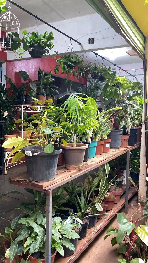 Cestos, suportes e acessórios — Floricultura Cantinho da Suculenta