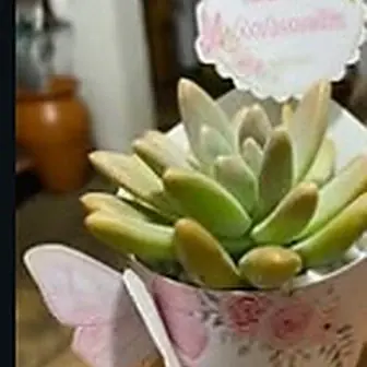 Lembrancinha 3D jardim encantado — Lembrancinha da Floricultura Cantinho da Suculenta