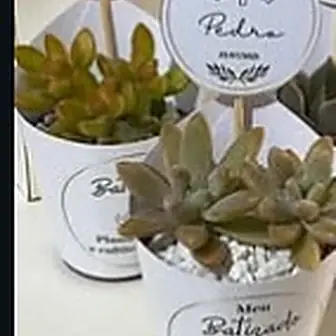 Lembrancinha batizado — Lembrancinha da Floricultura Cantinho da Suculenta