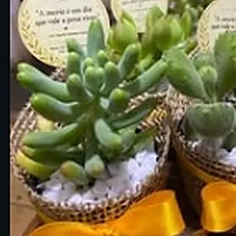 Lembrancinha fita amarela — Lembrancinha da Floricultura Cantinho da Suculenta
