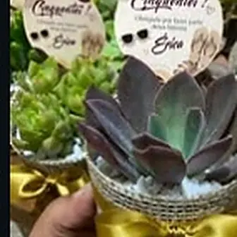 Lembrancinha fita dourada — Lembrancinha da Floricultura Cantinho da Suculenta