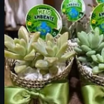 Lembrancinha fita verde oliva — Lembrancinha da Floricultura Cantinho da Suculenta
