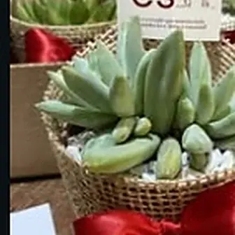 Lembrancinha fita vermelha — Lembrancinha da Floricultura Cantinho da Suculenta