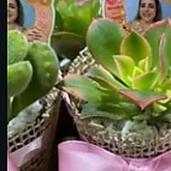 Lembrancinha rosa bebê — Lembrancinha da Floricultura Cantinho da Suculenta