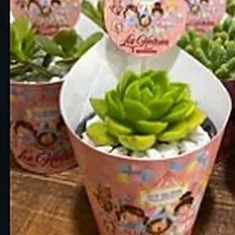 Lembrancinha — Lembrancinha da Floricultura Cantinho da Suculenta