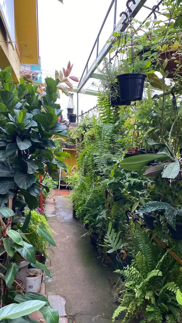 Samambaias e folhagens — Floricultura Cantinho da Suculenta
