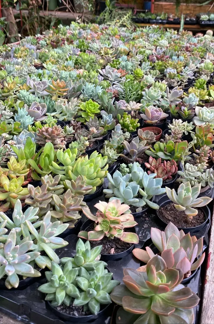 Suculentas e cactos na Floricultura Cantinho da Suculenta