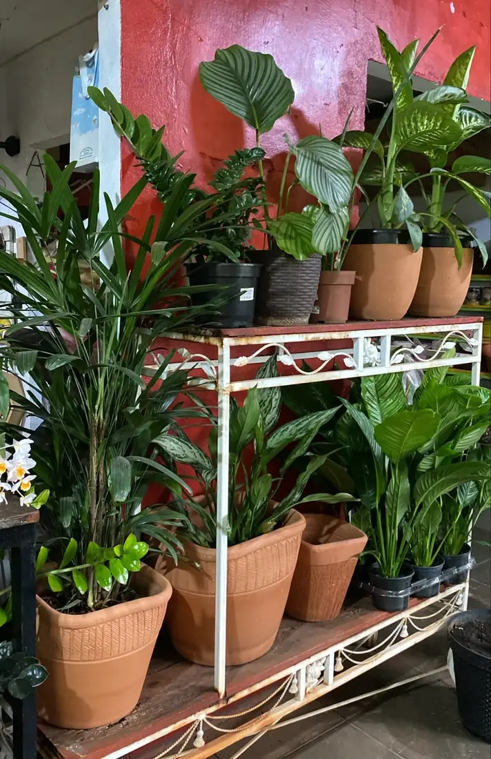Vasos de cultivo e cachepôs — Floricultura Cantinho da Suculenta