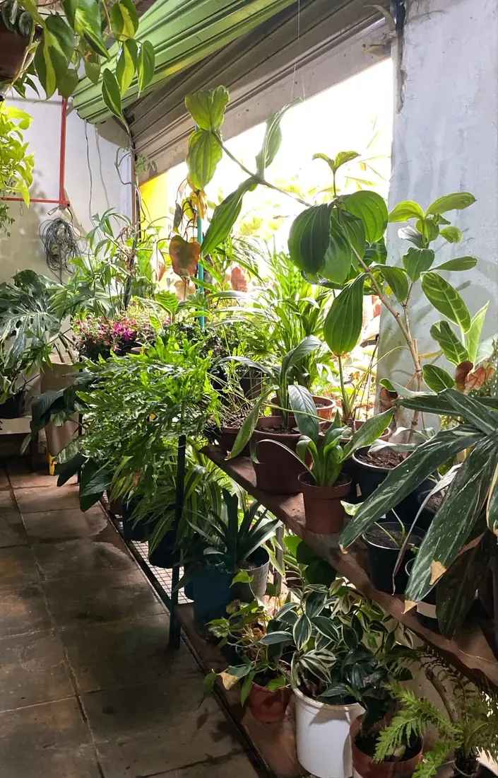 Plantas de sombra na Floricultura Cantinho da Suculenta