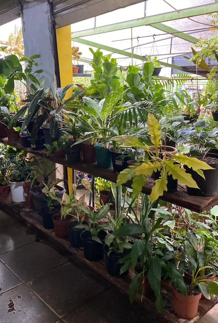Folhagens de interior na Floricultura Cantinho da Suculenta